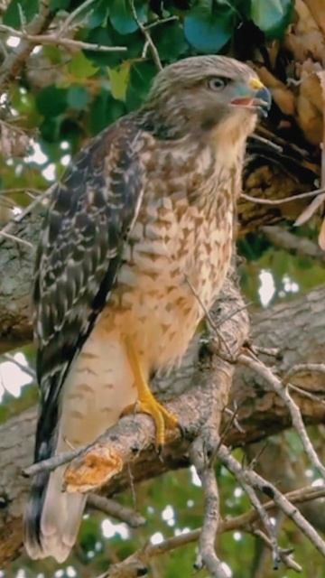 Ястреб тетеревятник. Голос. #shortsyoutube смотреть онлайн