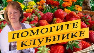 Обязательная подкормка клубники после цветения.
