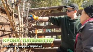 Пальметта - плоская крона яблони