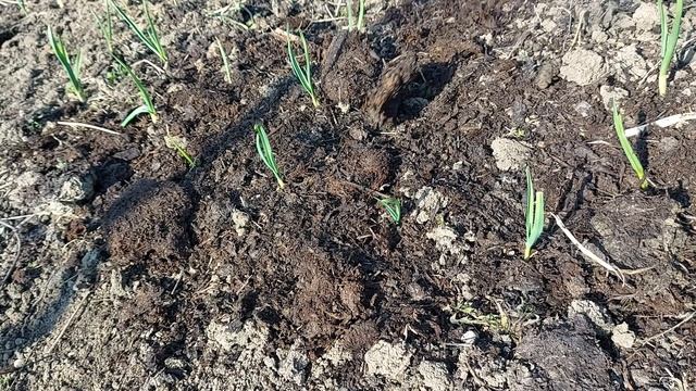 Prima fertilizare de primăvară a usturoiului смотреть онлайн