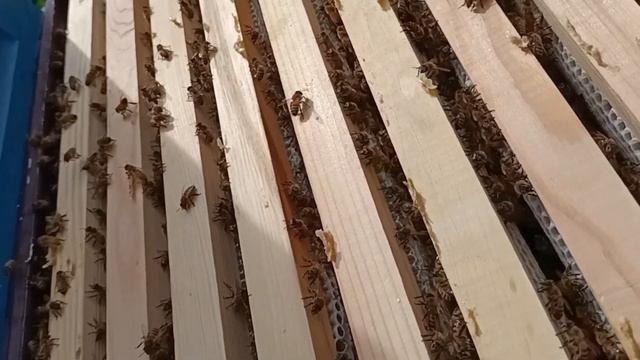 Подготовка к замене маток и проверка на роение. смотреть онлайн
