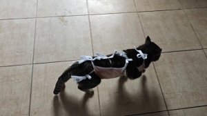 кот СЯМА после наркоза операции