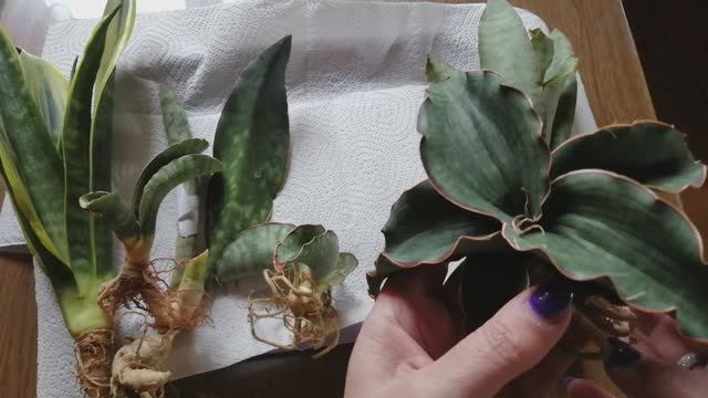 Новые сансевиерии - апрель 2025 смотреть онлайн