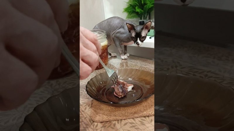 Главный дегустатор