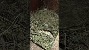 Утренние кормление курочек.