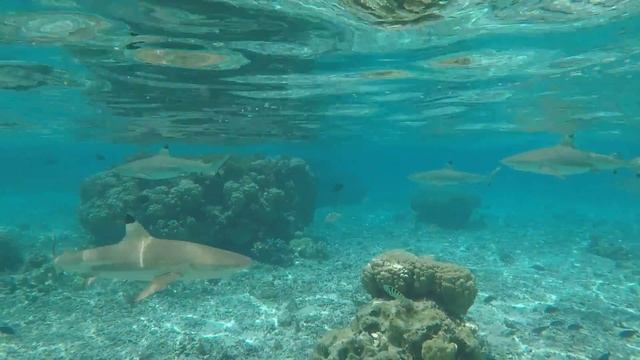 Bora Bora Sharks смотреть онлайн