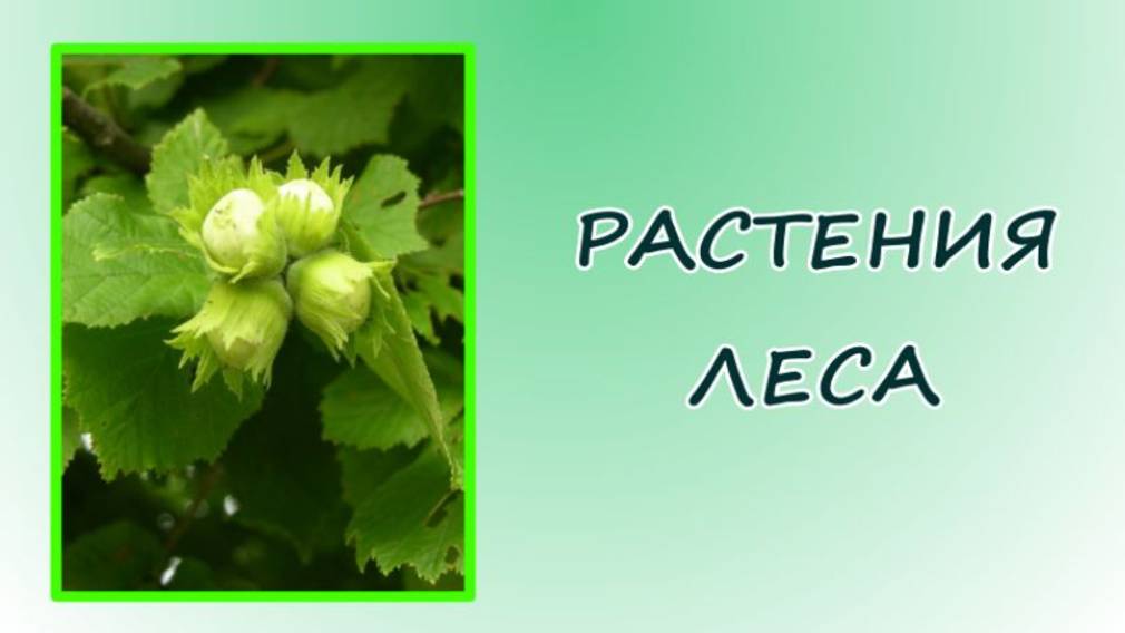 Окружающий мир. Растения леса. смотреть онлайн