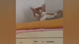 Приколы С Животными 63