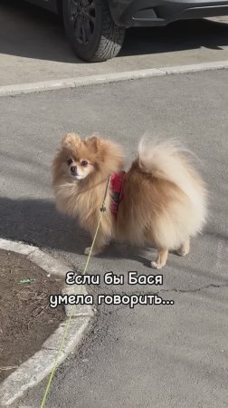 Если бы Бася умела говорить!