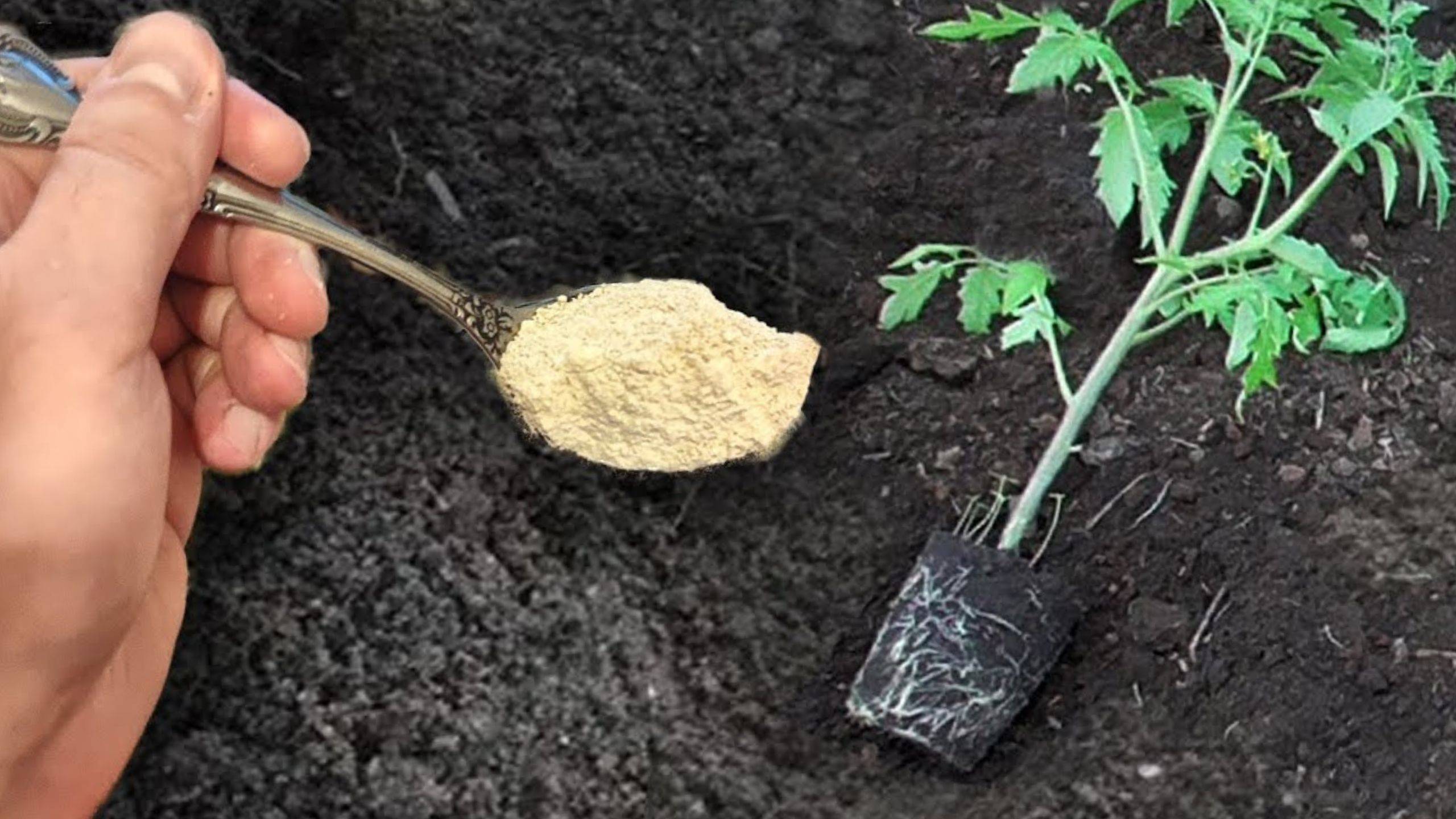 🌱 Простой способ повысить урожай томатов! Попробуйте это при посадке
