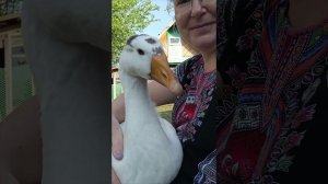 Птичье видео. Пасу гусей и уток)