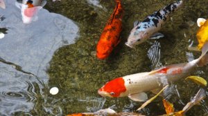 РР4 Озеро Медное — цветные карпы Русская Рыбалка 4 (91 серия)