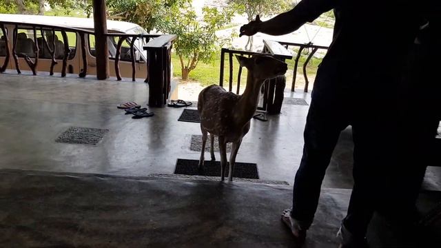 Yala national park old buthawa bungalow смотреть онлайн
