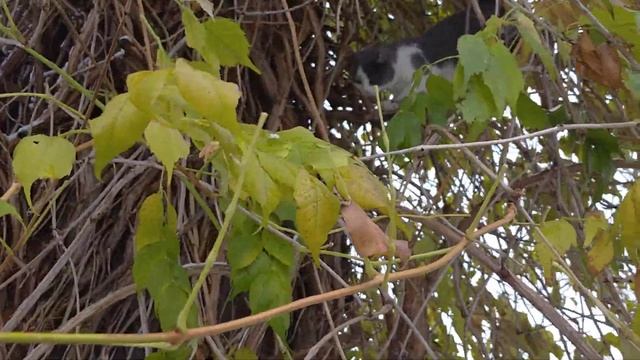 По тонким ветвям, как по тонкому льду. Ося-верхолазка. смотреть онлайн
