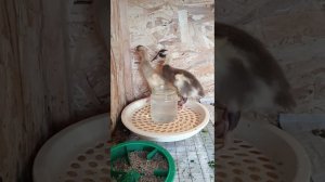 Индийский бегунок. 13 дней.