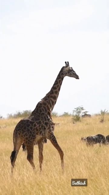 Giraffe wandering on a mid afternoon at Masai Mara National Reserve, Kenya 🇰🇪