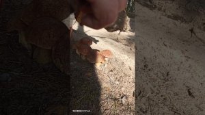 VID_20240805_082610 Грибное счастье
