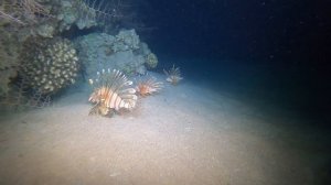 Aqaba Dive video 23-27 June 2022