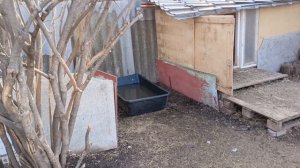 5-6 апреля 2025г. Начались работы в саду🏡. Что успели за день? Обход птички🦆🐔🐓🪿. Цыплята растут