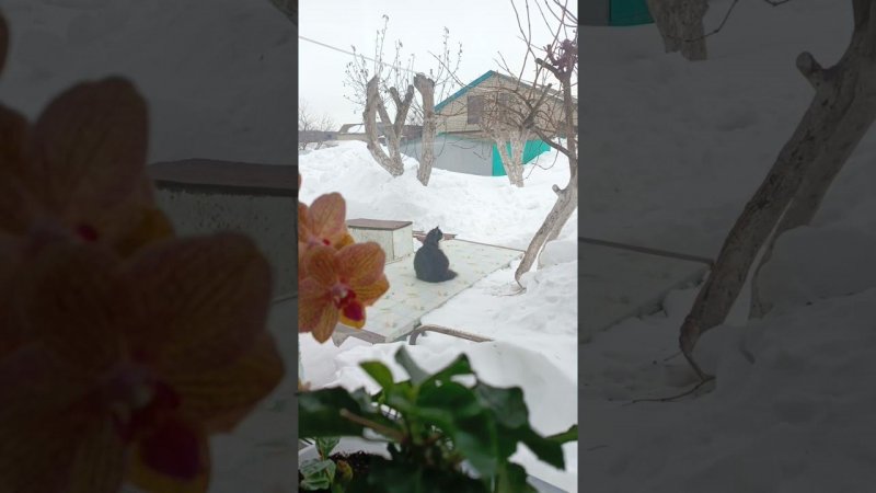 Опять зима...