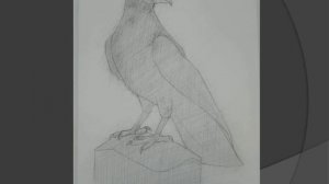 Рисуем птицу карандашом