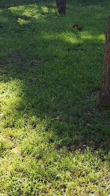 #Белкавпарке #прогулкапопарку #паркалыепаруса #отдыхвпарке