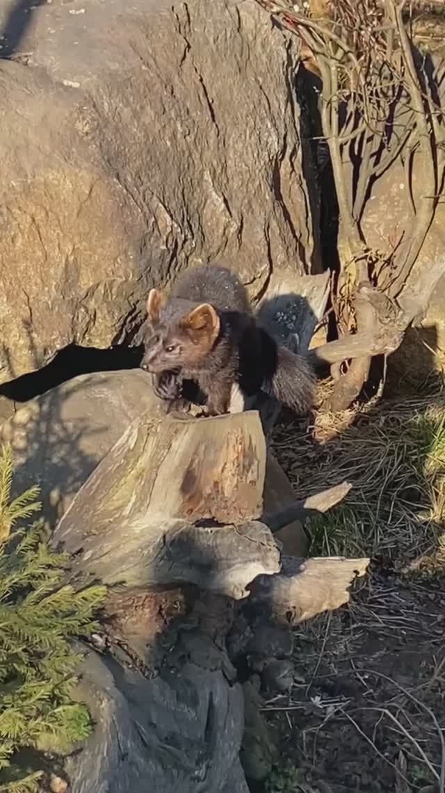 Байкальский заповедник. Соболь Тучка.