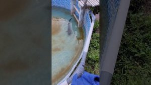 поймали сома и пустили в бассейн. а на нем личинки комаров сидели и развелись и плавают