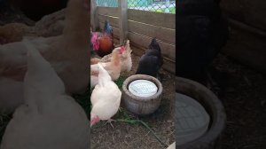 Утренний обход хозяйства, итоги инкубации и дорога на работу.