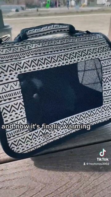 Walk my pet rats with me🤷♀️🐀🌲 смотреть онлайн