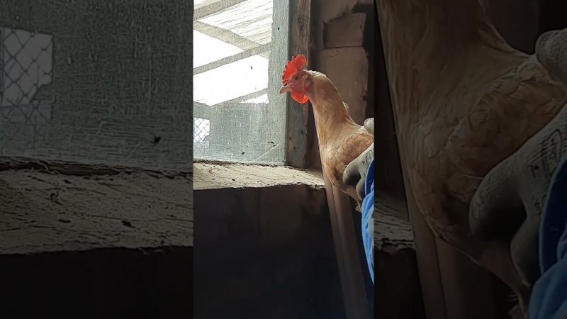 Жизнь у курицы удалась