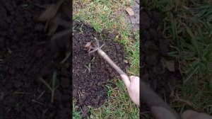 Обычный день, обычные хлопоты. выгуливаю птичку, видео о них)