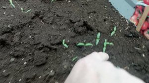 Начало апреля, погода плохая. Обзор всходов в теплице...
