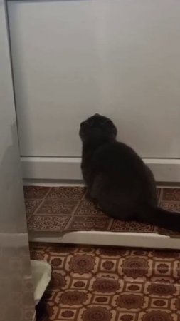 Лазер и кот