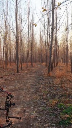 How Far can Arrows fly using Modern Bows  #Short #bows #arrows #archery #70