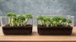 Выращивание рассады брокколи - Сад-огород