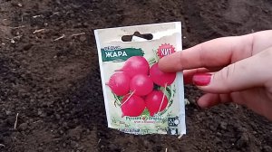 Посев редиски.