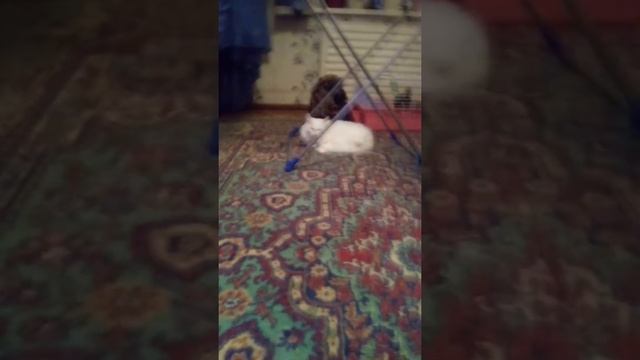 Короче говоря Белая кошка опасность жизни смотреть онлайн