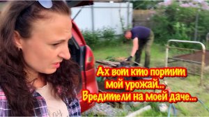 Я В ШОКЕ/ОБНАРУЖИЛА ВРЕДИТЕЛЕЙ НА МОЕМ УЧАСТКЕ/КТО ПОРТИТ МОЙ УРОЖАЙ?/ПРИЕХАЛИ НА ДАЧУ/ОБХОД ОГОРОДА