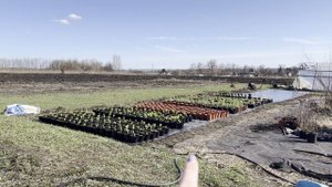 ОБЗОР ТЕПЛИЦЫ 3 АПРЕЛЯ 2025