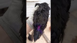 Снова о птичках. Дела по двору и саду. Чьё первое яйцо?! Гусь-обнимусь)))