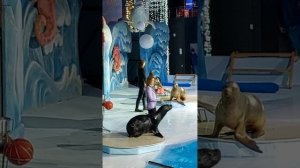 Дельфинарий 6.01.25