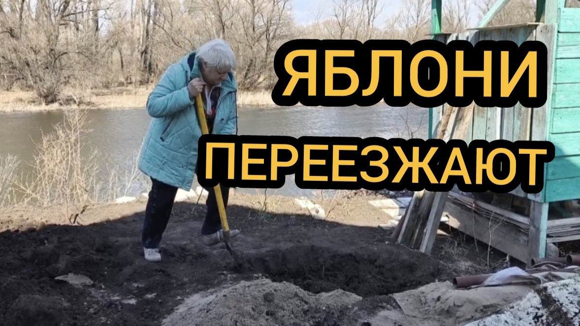Яблони переезжают 05.04.2025