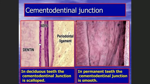 Practical OralBio. | 6  Pulp + Cementum