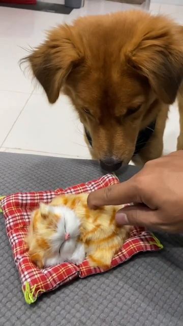 Dog Reaction hear a cat sound from toys смотреть онлайн