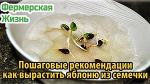 Пошаговые рекомендации как вырастить яблоню из семечки