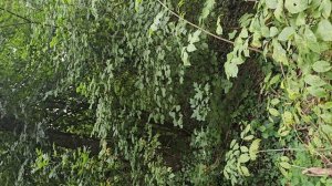 Форель на воблер ручной работы.