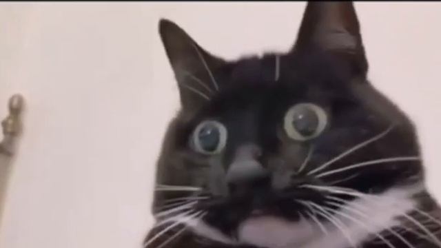 Кот смотрит гонки 2_5224282409356233147