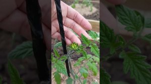 Обход сада, теплиц. Все растюхи пережили -9С⁰! Что с томатом? Бегунки опять задерживаются.