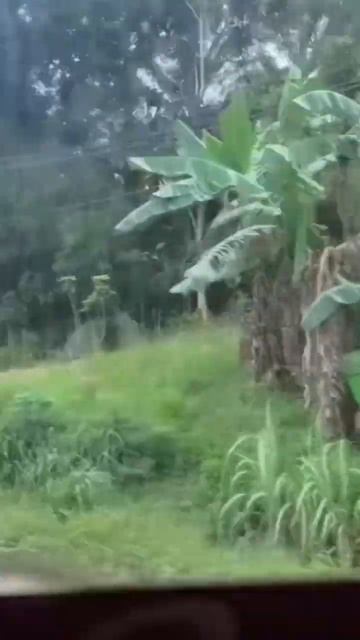 We Were SHOCKED At The PALM OIL PLANTATIONS in Borneo 🌴❌ #travelshorts #borneo #palmoil #nutella